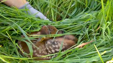 Rehkitz im Gras