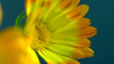 Bild: NDR Blüte einer Ringelblume in Nahaufnahme