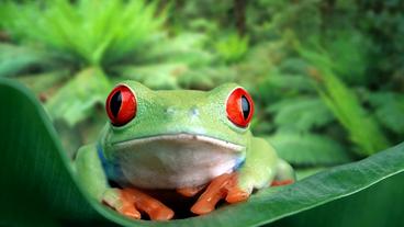 Bild: Picture Alliance Rotaugenfrosch