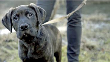 Bild: WDR Hund Rudi