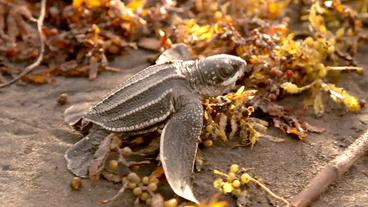 Bild: BR Junge Schildkröte auf Algen.
