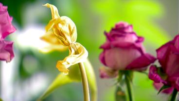 Verwelkte Tulpenblüte