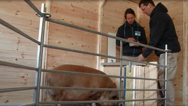 Bild: BR Mutterschwein versucht Holzkiste mit Futter zu öffnen, Forscher belohnen Tier mit Futter