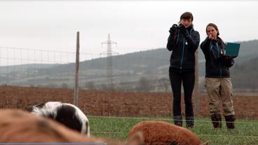Bild: BR Zwei Forscherinnen auf einer Wiese filmen das Verhalten von Schweinen mit Videokamera.