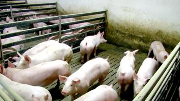 Bild: NDR Schweinestall mit Spaltenboden
