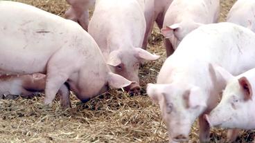 Bild: NDR Schweine im Stroh