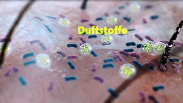 Bild: NDR Bakterien setzen Duftstoffe frei.