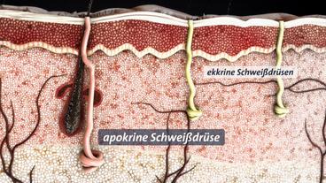 Bild: NDR Apokrine und ekkrine Schweißdrüsen in der Haut (Grafik)