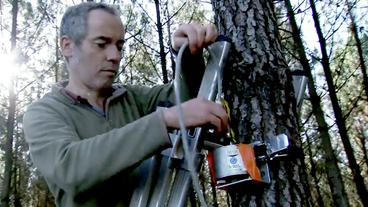 Bild: WDR Forscher bringt Schwingungssensor an Baum an