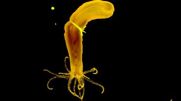 Bild: Dr. Tim Lachnit, Universität Kiel Seeanemone "Nematostella"