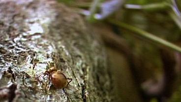 Messingkäfer krabbelt Strauch hoch