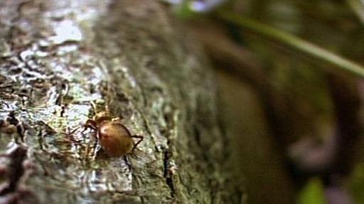 Invasion der KÃ¤fer - W wie Wissen - ARD | Das Erste