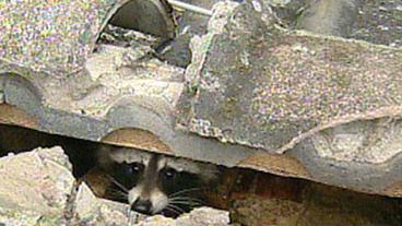 Waschbär-Weibchen schaut zwischen Dachziegl und Regenrinne hervor