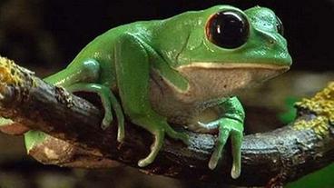 Bolivianischer Makifrosch