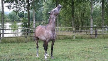 Bild: privat/Dreyer-Rendelsmann Pferd wiehert auf der Weide