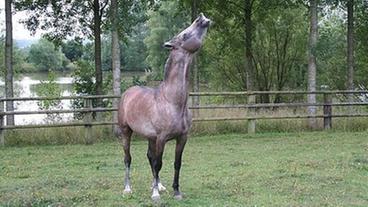 Pferd wiehert auf der Weide