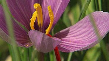 Safranblüte mit rotfarbenen Faden