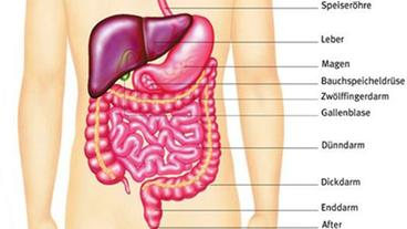 Zeichnung von den Verdauungsorganen