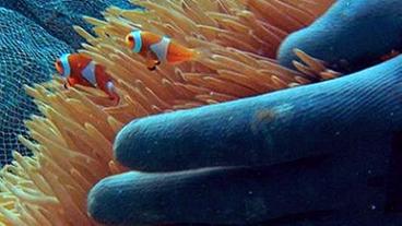 Bild: BR Zwei Clownfische in einer See-Anemone werden von einer Taucherhand eingefangen