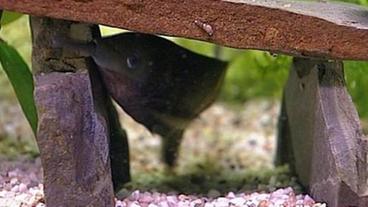 Elefantenrüsselfisch im Aqurium