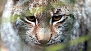 Bild: dpa Kopf eines Luchs