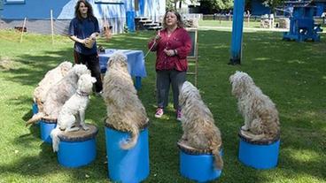 Hunde sitzen auf Potesten um Frau herum