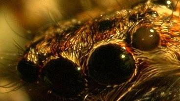 Bild: WDR Die Augen der Springspinne
