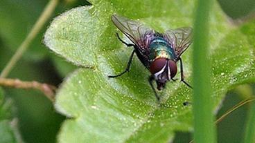 Auf innerstädtischen Brachflächen findet der Spatz noch genug Futter.