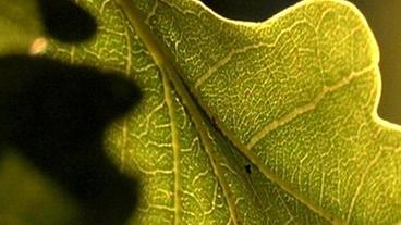 Chlorophyll färbt die Blätter grün