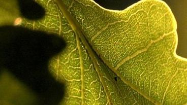 Bild: BR Chlorophyll färbt die Blätter grün