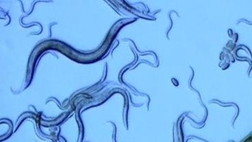 Darmwürmer unter dem Mikroskop