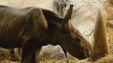 Nashorn-Mutter mit Baby