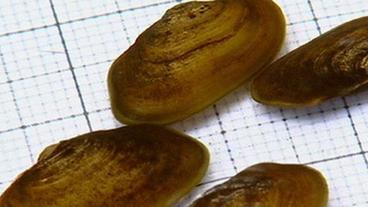 Bild: BR Junge Flussperlmuscheln