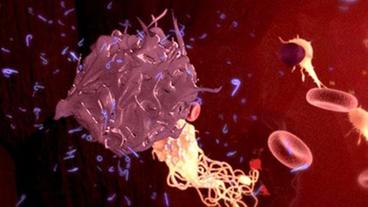 Bild: WDR/colourFIELD Ebola-Virus
