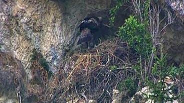 Ein Steinadler ist in seinem Horst gelandet