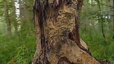 Ein von Bibern angenagter Baum