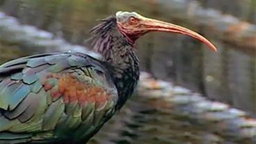 Bild: BR Der Waldrapp