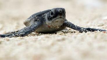 Eine junge Meeresschildkröte
