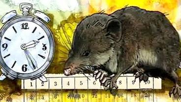 Bild: BR/Murmann Eine Spitzmaus verdaut schnell