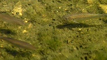Bild: BR Fische in der Uferzone