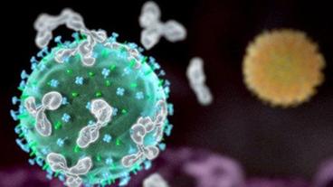 Grippevirus wird von Immunzellen angegriffen