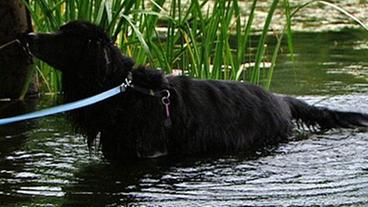 Schwarzer zotteliger Hund schwimmt im See