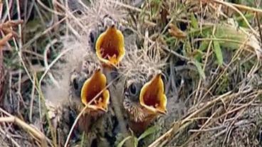 Bild: SWR Jungvögel in einem Nest