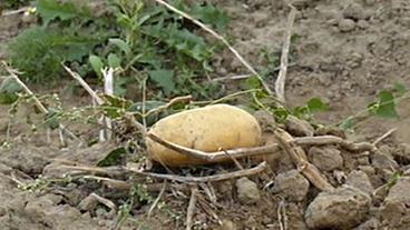 Kartoffel auf dem Feld