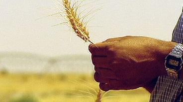 Mann hält Weizen-Ähre in der Hand