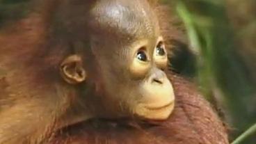 Bild: HR Orang-Utan-Baby