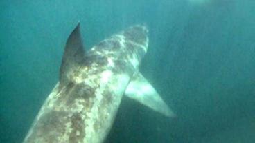 Riesenhai vor der Küste der Isle of Man