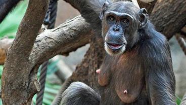 Bild: Zoo Leipzig Schimpanse im Pongoland