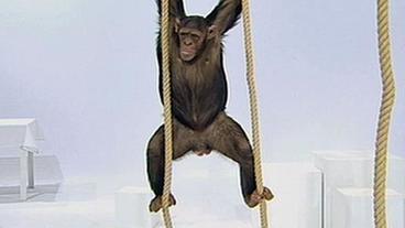 Schimpanse klettert an Seilen