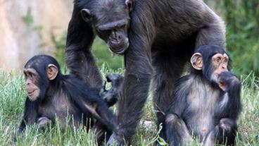 Bild: Zoo Leipzig Schimpansenfamilie